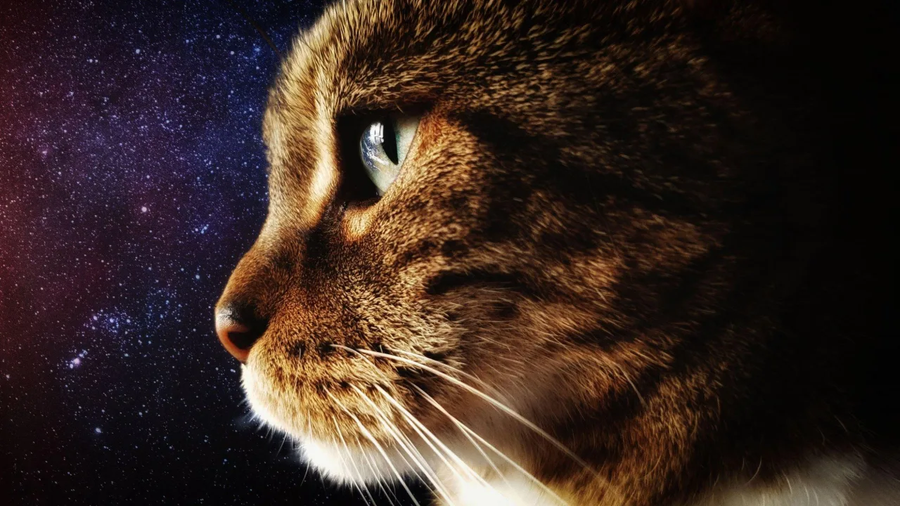Sasha: Reach for the stars
