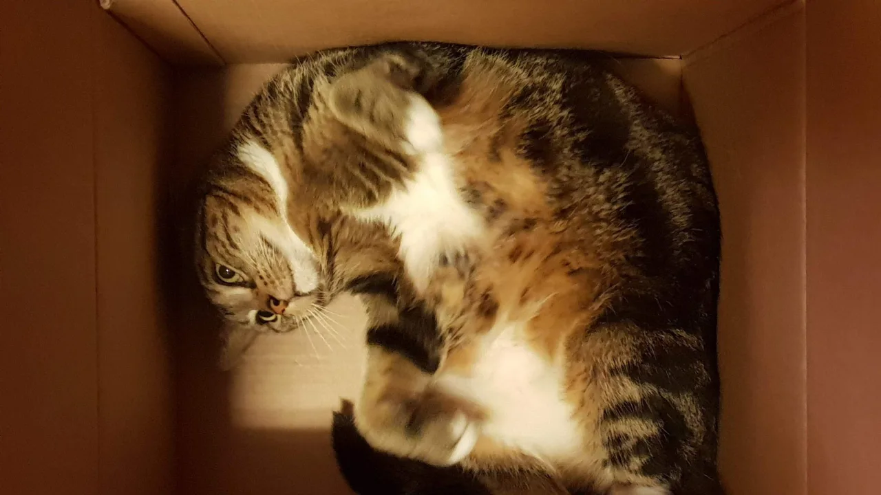 Sasha: Just another box!