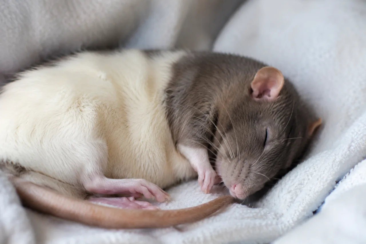 Hugo, Pet Rat