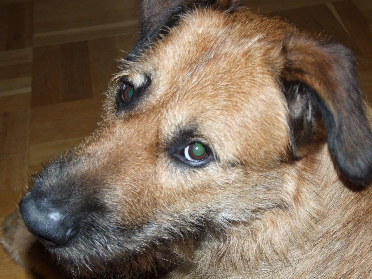Birk, Dog